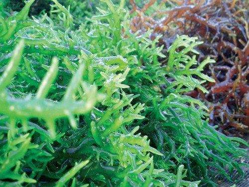 Hải tảo giúp tiêu u, giảm bướu hiệu quả